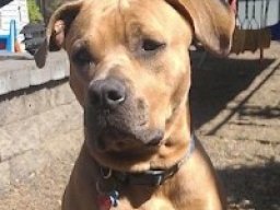 bull-boxer_20211217_1448856089
